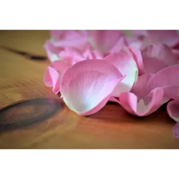 Pink Rose Petal